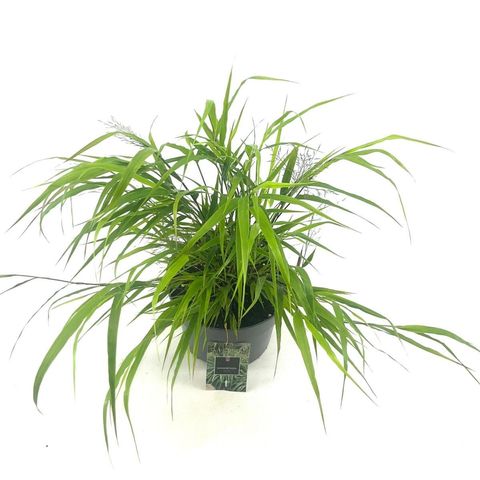 Hakonechloa macra