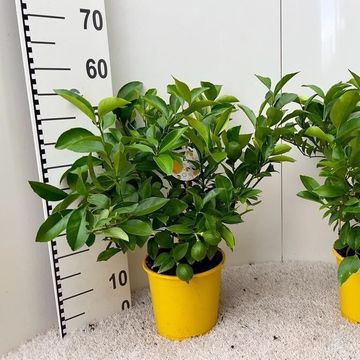 Citrus x meyeri 'Meyer'