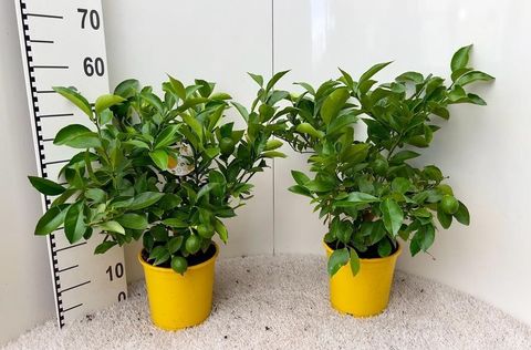 Citrus x meyeri 'Meyer'