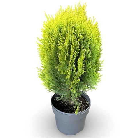 Thuja occidentalis 'Aurea Nana'