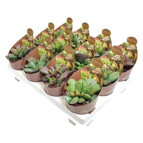 Adromischus cooperi