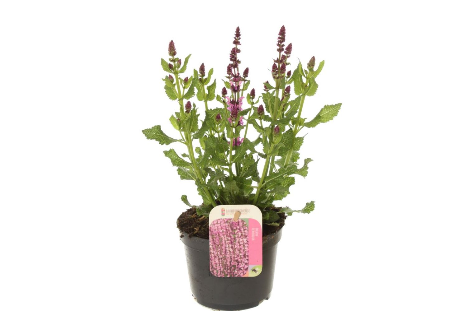 Salvia nemorosa SENSATION DEEP ROSE — Plant Wholesale FlorAccess