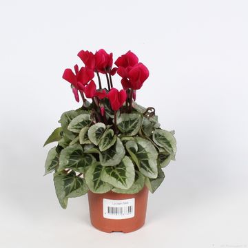 Cyclamen persicum SUPER SERIE S PICASSO MIX