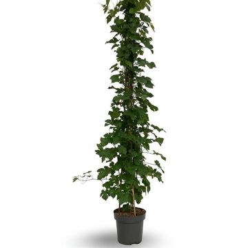 Vitis 'Vroege van der Laan'