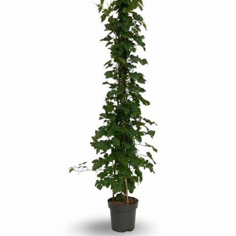 Vitis 'Vroege van der Laan'