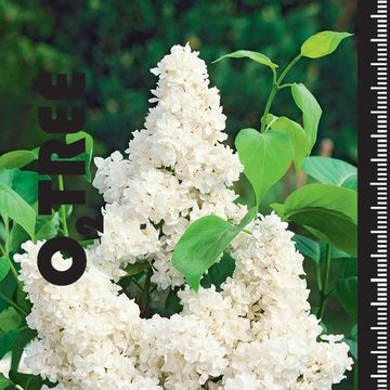 Syringa vulgaris 'Mme Lemoine'