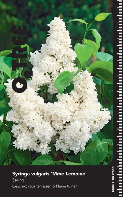 Syringa vulgaris 'Mme Lemoine'