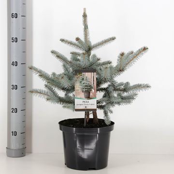 Picea pungens 'Erich Frahm'