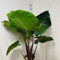 Alocasia 'Imperial Red'