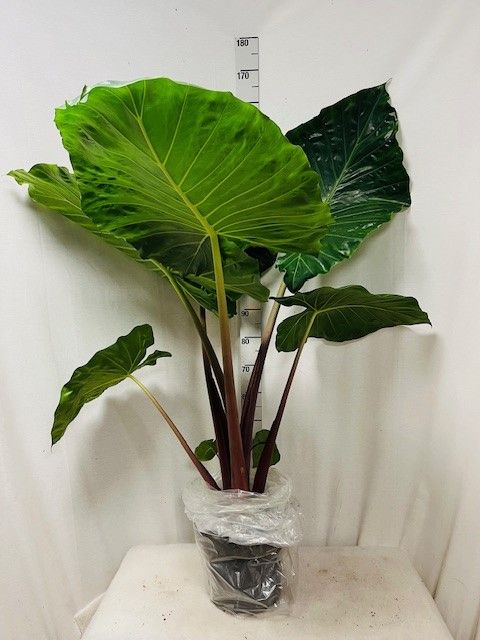 Alocasia 'Imperial Red'