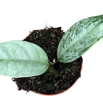 Hoya coriacea SILVER