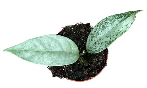 Hoya coriacea SILVER