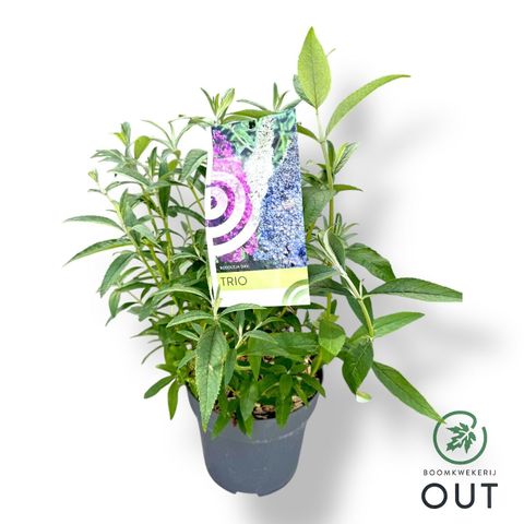 Buddleja davidii MIX IN POT