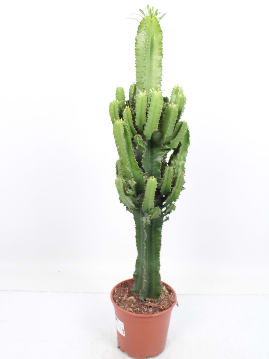 Euphorbia erythraea — Pflanzengroßhandel FlorAccess