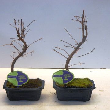 Metasequoia glyptostroboides