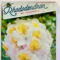 Rhododendron 'Mrs T.H. Lowinsky'