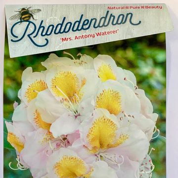 Rhododendron 'Mrs T.H. Lowinsky'