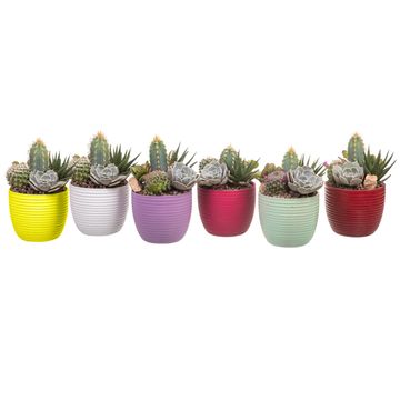 Arrangement Cactus / Succulent