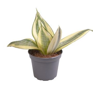 Sansevieria trifasciata 'Golden Hahnii'