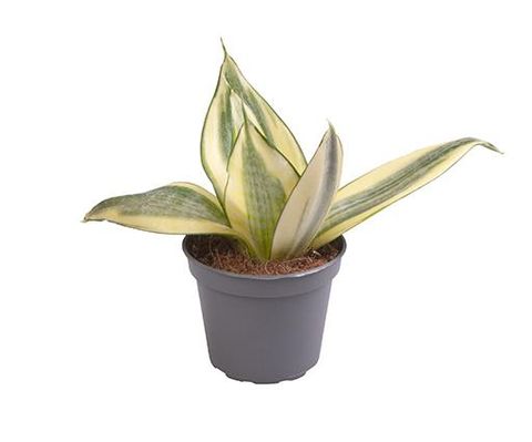 Sansevieria trifasciata 'Golden Hahnii'