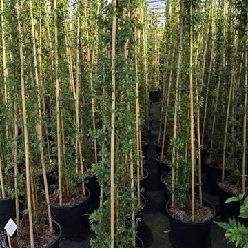 Ceanothus thyrsiflorus '’Millerton Point’'