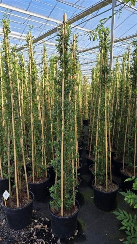 Ceanothus thyrsiflorus '’Millerton Point’'