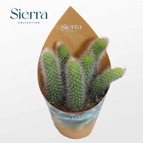 Hildewintera colademononis