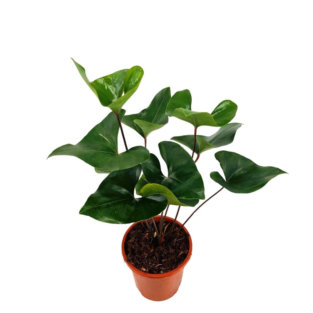 Anthurium ARROW  Plant Wholesale FlorAccess