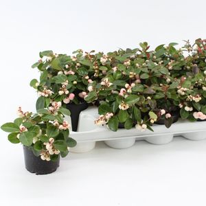 Gaultheria procumbens GAULTHIER PEARL (About Plants Zundert BV)