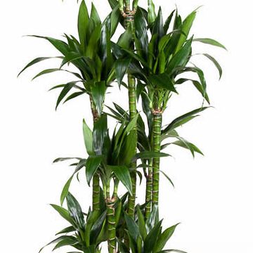 Dracaena fragrans 'Джанет Крейг'