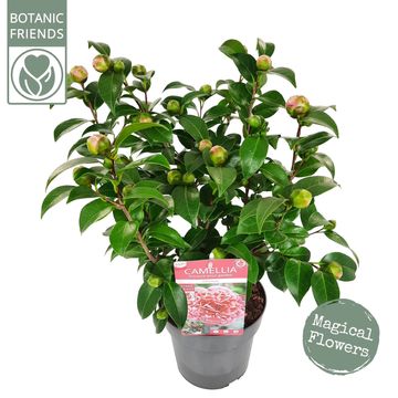 Camellia japonica 'Volunteer'