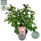 Camellia japonica 'Volunteer'