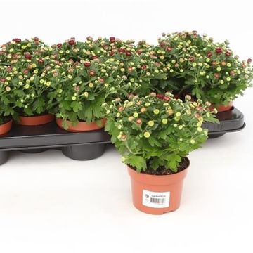 Chrysanthemum BLOOMING BEAUTY RED