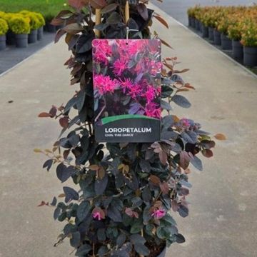 Loropetalum chinense 'Fire Dance'