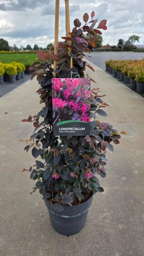 Loropetalum chinense 'Fire Dance'