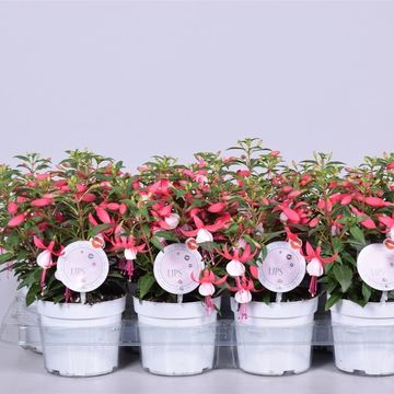 Fuchsia BELLA FUCHSIA EVITA