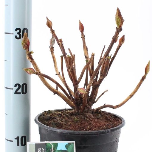Hydrangea macrophylla 'Glowing Embers' (About Plants Zundert BV)