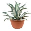 Agave americana 'Mediopicta Alba'