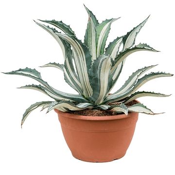 Agave americana 'Mediopicta Alba'