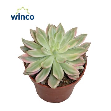Echeveria 'Madiba Variegata'