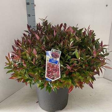 Leucothoe 'Зеблид'