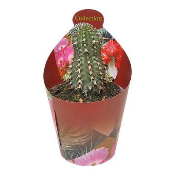 Euphorbia phillipsioides
