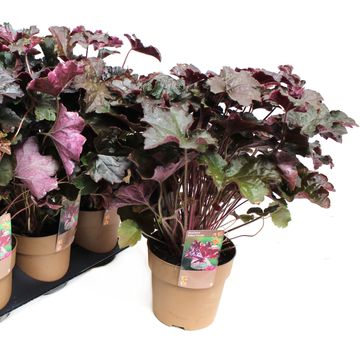 Heuchera americana 'Palace Purple Select'