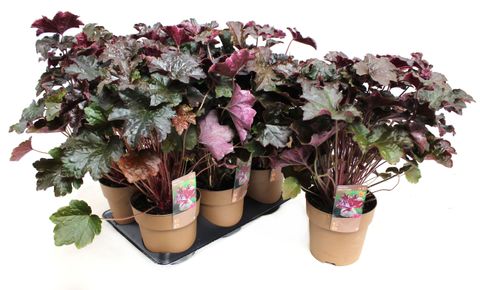 Heuchera americana 'Palace Purple Select'