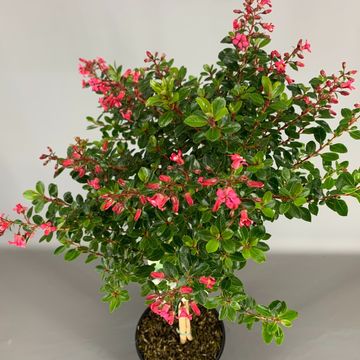Escallonia 'Red Dream'