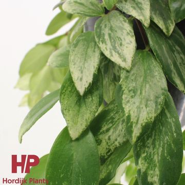 Aeschynanthus lobbianus 'Variegatus'