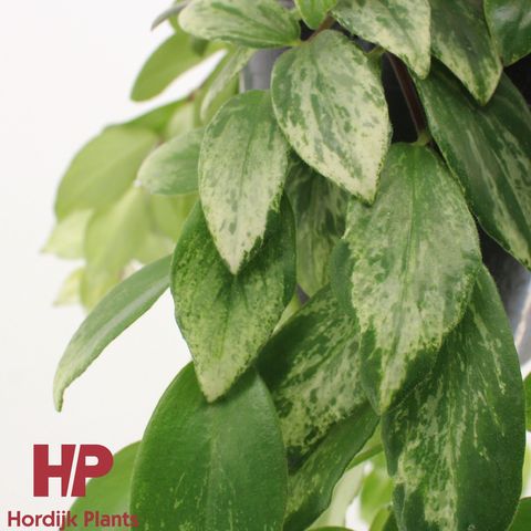 Aeschynanthus lobbianus 'Variegatus'