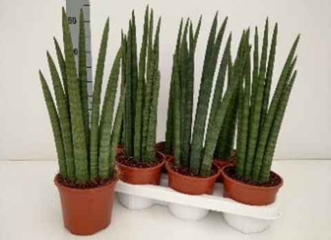 Sansevieria cylindrica