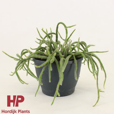 Rhipsalis baccifera horrida