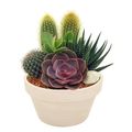 Aranżacja Cactus/Succulent